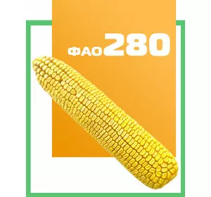 Семена кукурузы гибрид ДБ Хотин