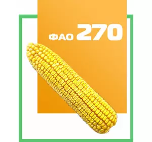 Семена кукурузы гибрид Чемеровецкий 260 СВ