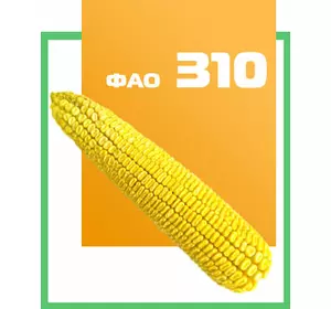 Семена кукурузы гибрид Солонянский 298 СВ