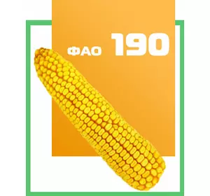 Семена кукурузы гибрид ДБ ЛАДА