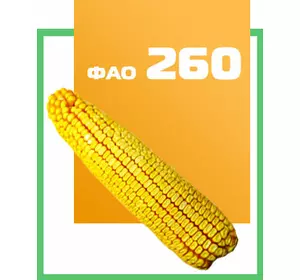 Семена кукурузы гибрид ДН Фиеста