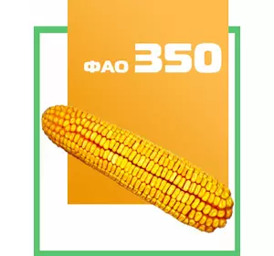 Семена кукурузы гибрид Моника 350 МВ