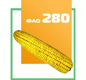 Семена кукурузы гибрид ДН Орлик 280