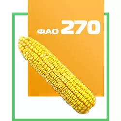 Семена кукурузы гибрид Чемеровецкий 260 СВ