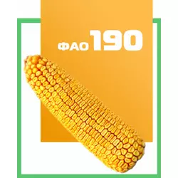 Семена гибрида кукурузы Почаевский 190 МВ