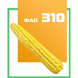 Семена кукурузы гибрид Збруч 310