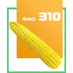 Семена кукурузы гибрид Солонянский 298 СВ