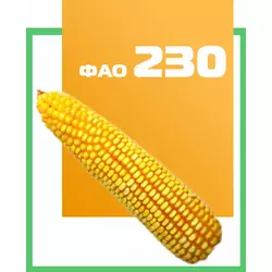 Семена кукурузы гибрид Оржица 237 МВ