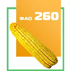 Семена кукурузы гибрид ДН Фиеста