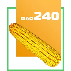 Семена кукурузы гибрид Яровец 243 МВ